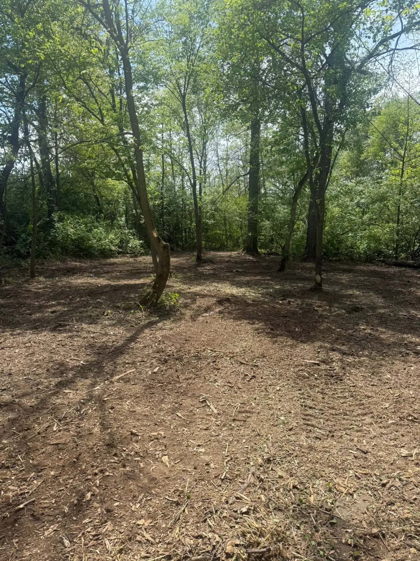 Managed woodland with a fresh mulch floor after selective vegetation management